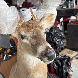 Taxidermy  Shoulder Mount of a  deer buck throphy