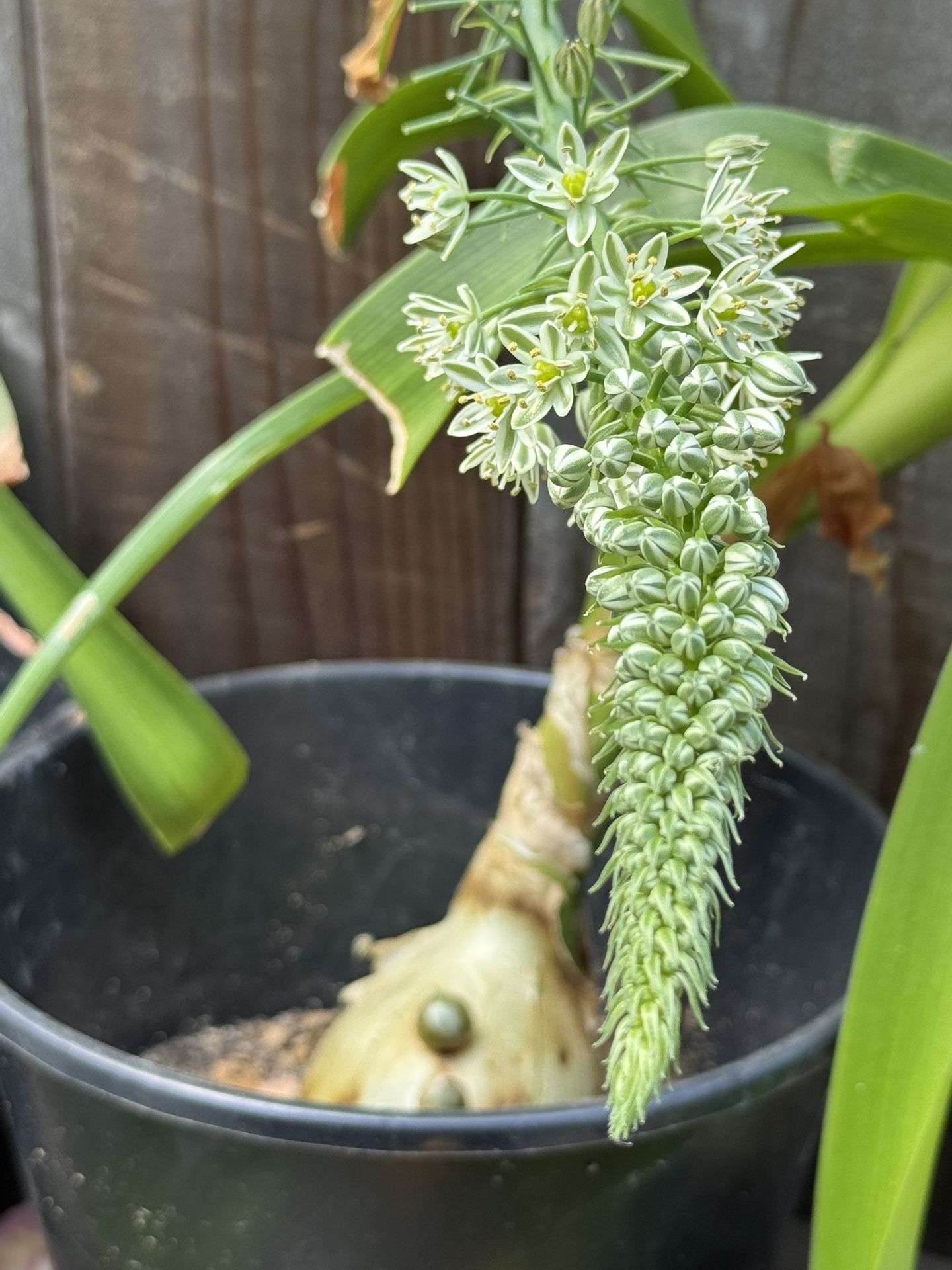 Succulent Plant