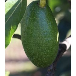 Avocado Tree In 2 Gallon Pot Fully Grown