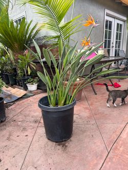 Birds of paradise