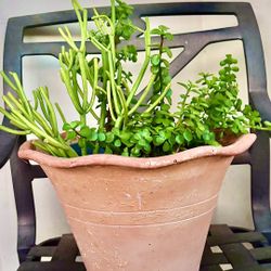 Fire Sticks And Elephant Food Plant