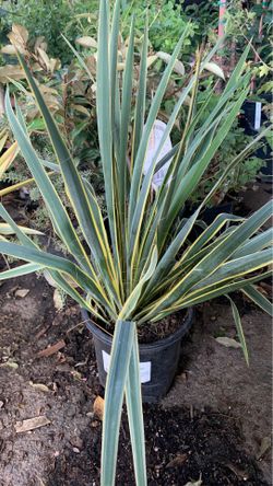Yucca bright edge yucca adam plant in 1 gallon pot