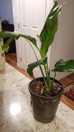 White Premium Sympathy Peace Lily - Indoor Plants