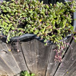 Succulent Ruby Necklace 