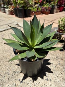 Blue Glow Agave Succulent Plant
