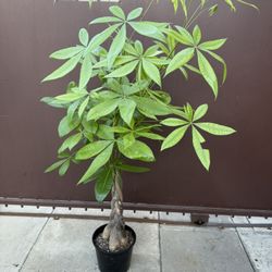 10” Money Tree Lucky W/7 Leaves 5 Feet Tall 