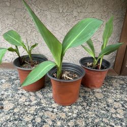 Canna Lily Plants