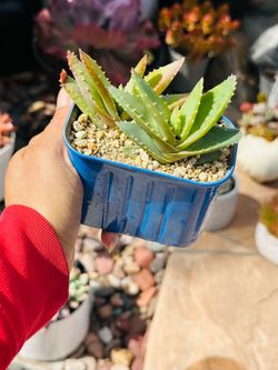 Beautiful succulents