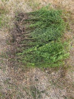 Zagreb Coreopsis, bundle
