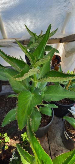 Planta de kalanchoe  o mala madre