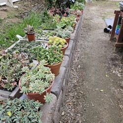 Colorful Succulents In 10" Color Pots 