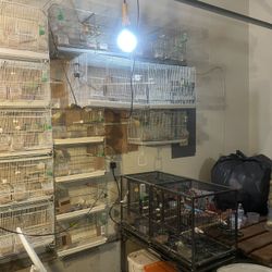 Bring Cages For Sales 