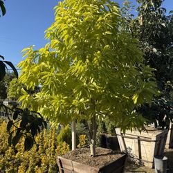 Yellow Champaca Magnolia 