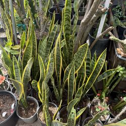 Snake Plant 