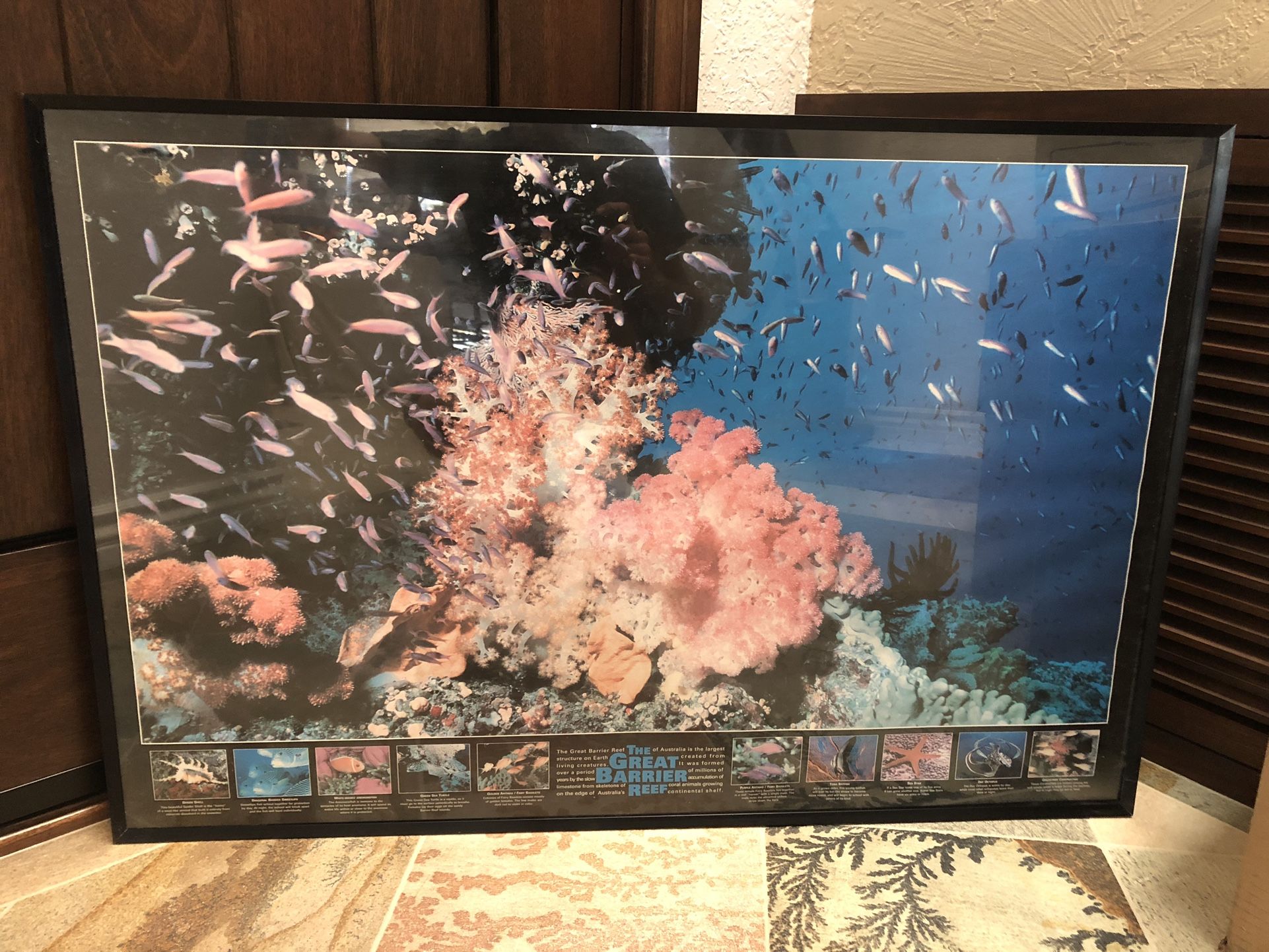 Framed Coral Reef Poster