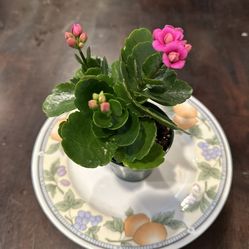 Pink Kalanchoe plant