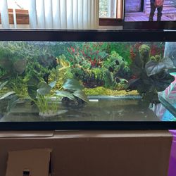 Fish Tank, Aquarium 