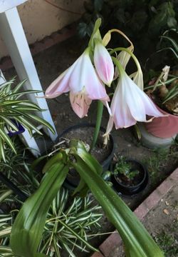 Lilly plant white in pot decorative green