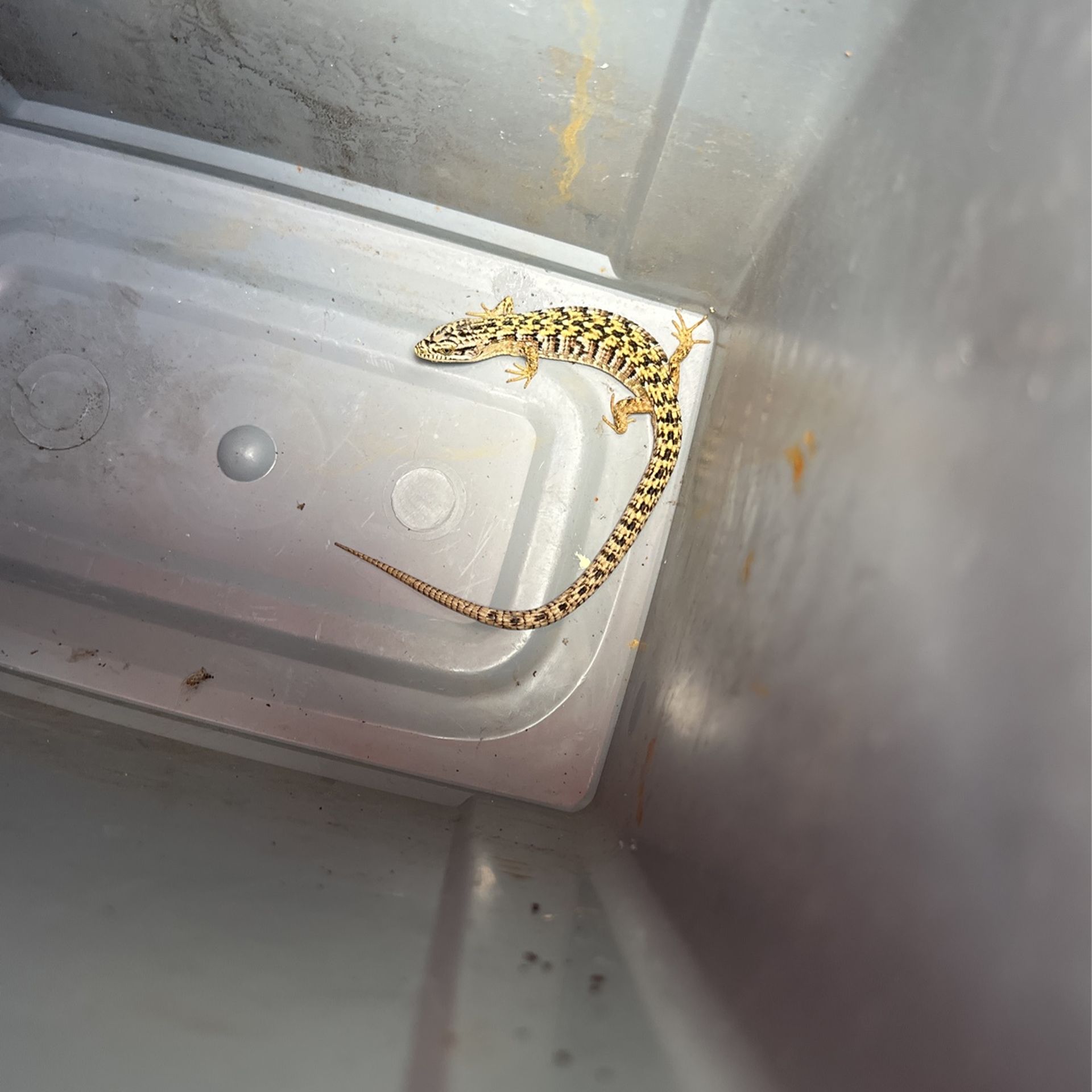 Southern Alligator Lizard