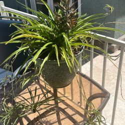 12” Pot With Green Spider Plant