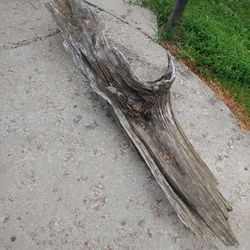 Nice Landscape Driftwood Piece 5 Ft Long 18 In Wide