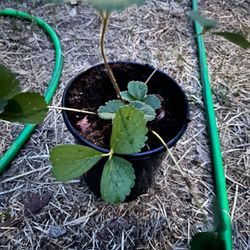 Strawberry Plant 