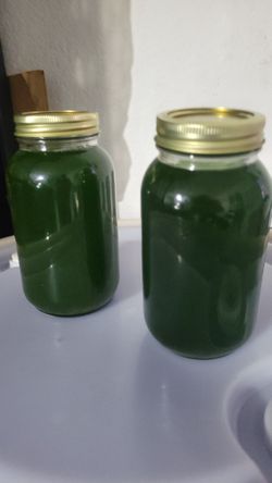 Phytoflankton Fresh Dark Dense Green