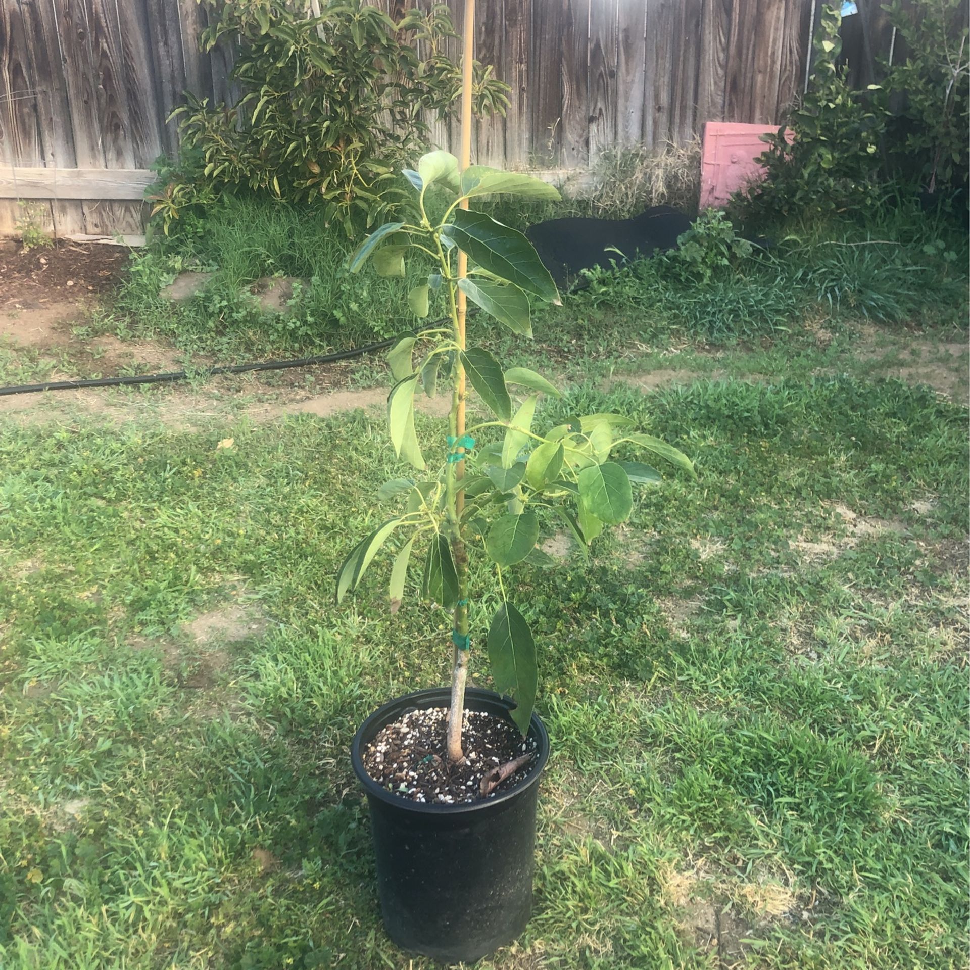 Avocado Trees for Sale in Riverside, CA OfferUp