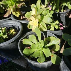 Succulents Aeoniums