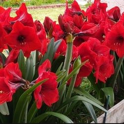Dark Red Amaryllis In 6" Pots