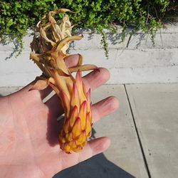 Trellis For Dragon Fruit