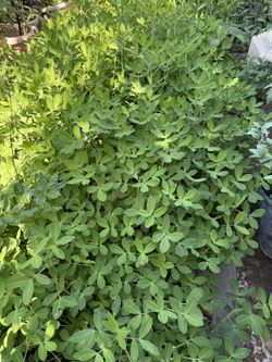 Peanut Plants 🌱 🥜 