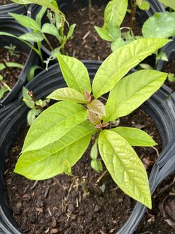 Organic Haas Avacado Plant 