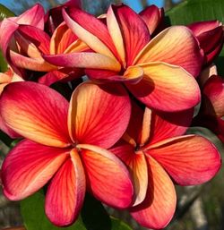 RARE! GRAFTED J.L. HAWAIIAN CLASSIC ROOTED CUTTING PLUMERIA PLANT -27" - 1 TIP