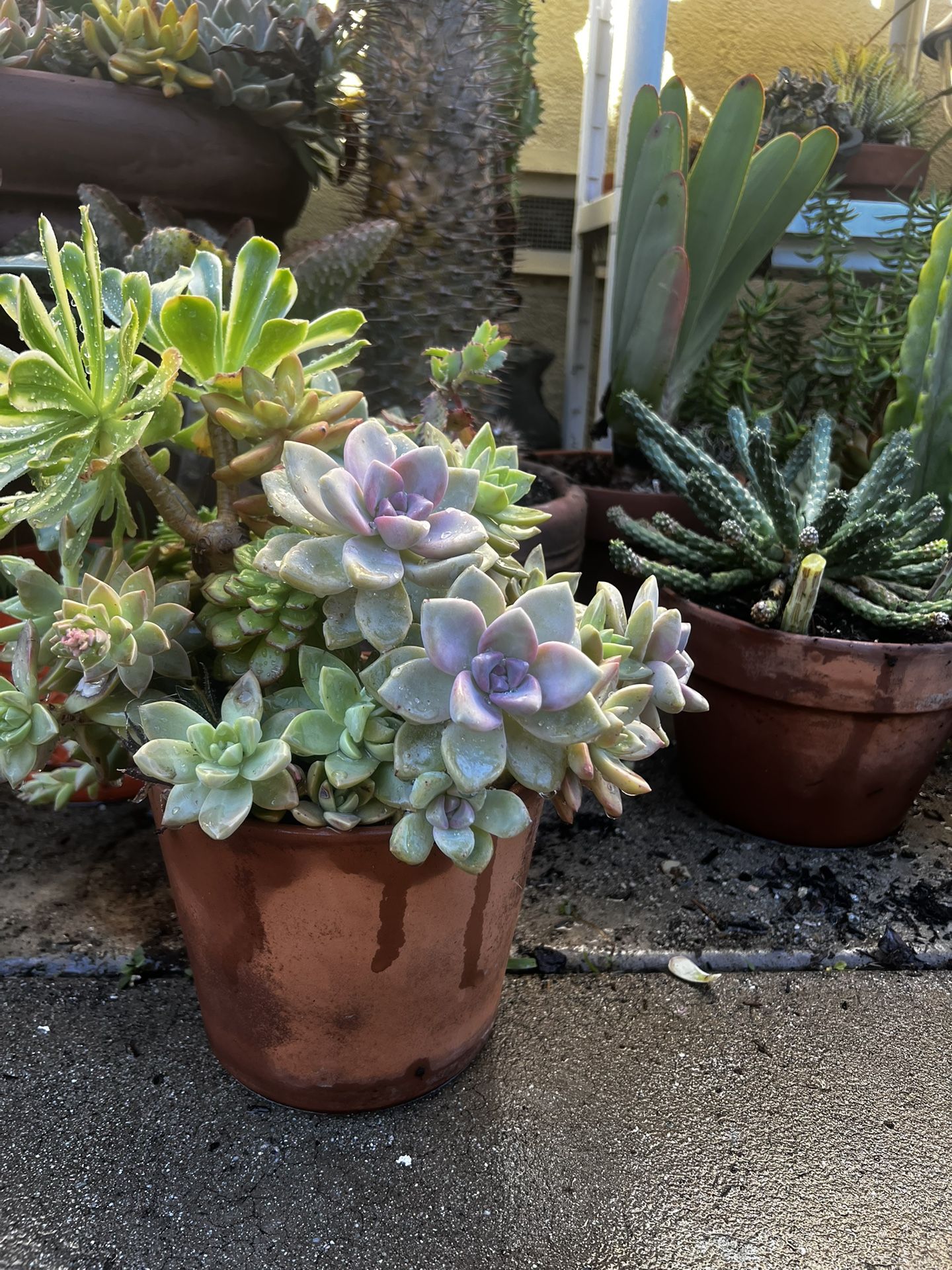 Succulent Arrangement 
