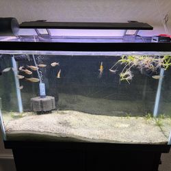 Saltwater Tank Setup