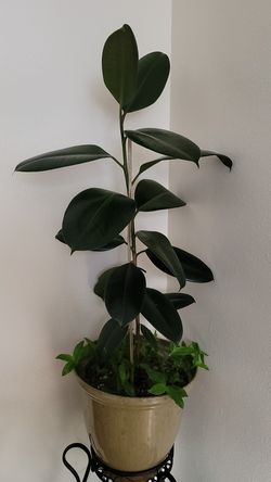 Ficus Robusta