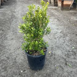 Japanese Boxwood Hedge