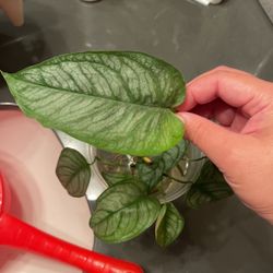 Monstera Siltepecana El Salvador