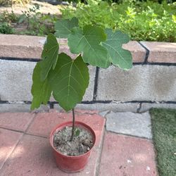 fig tree