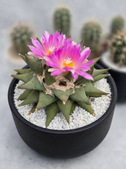 Ariocarpus Trigonus