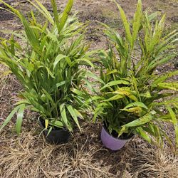 arecas only $6  minimum 30 or more great Privacy Hedge For Fence