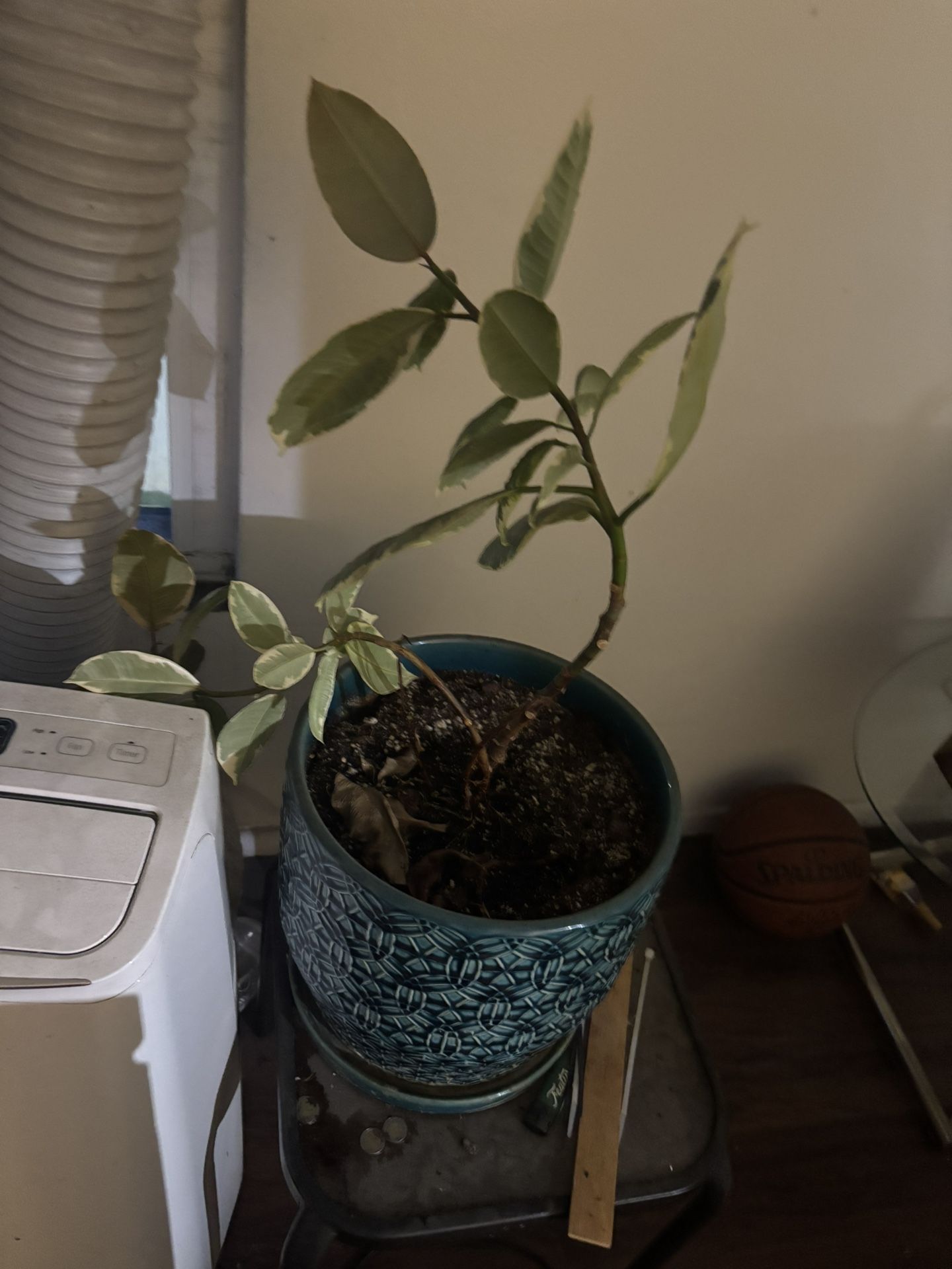 Nice Plants. Must Go. 20 Each
