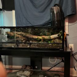 Reptile Cage With Custom Background And Shallow Water Bowl