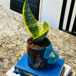Snake Plant in Disney Little Mermaid Mug