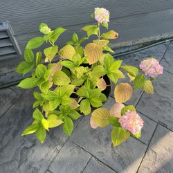2.5 Gal hydrangea Plant