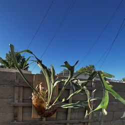 Large Established Staghorn Fern