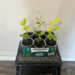 6 pack of Lemon trees