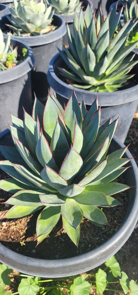 Agave Blue Glow