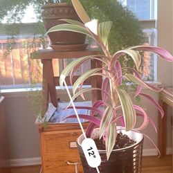 Potted Moses In The Cradle Boat Lily Plant